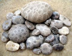 Petoskey Stones of Lake Michigan